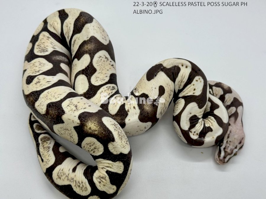 SCALELESS PASTEL POSS SUGAR PH ALBINO
